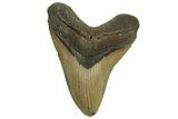 Serrated, Fossil Megalodon Tooth - North Carolina #219947-1